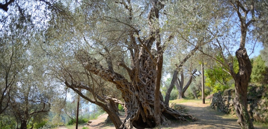 Old Olive Tree, старое дерево оливы в Будве