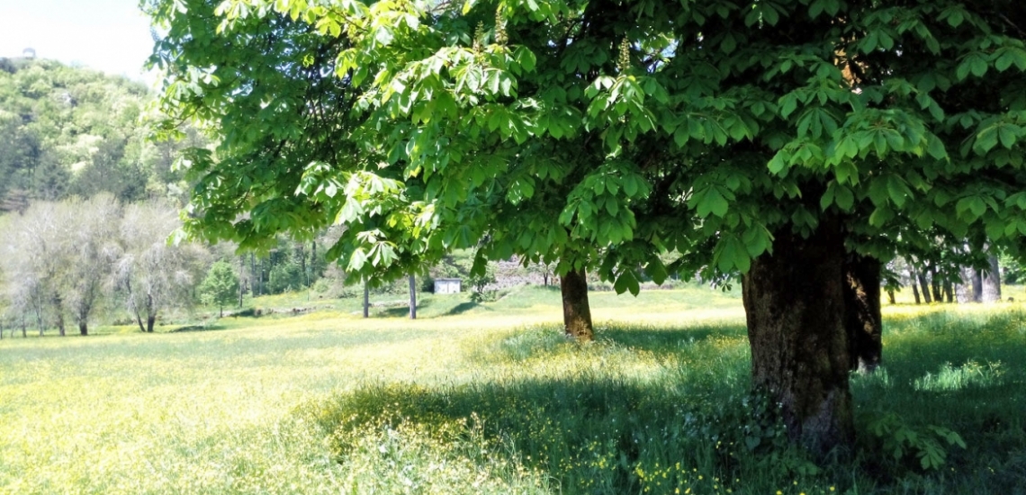 Park 13. Jul in Cetinje