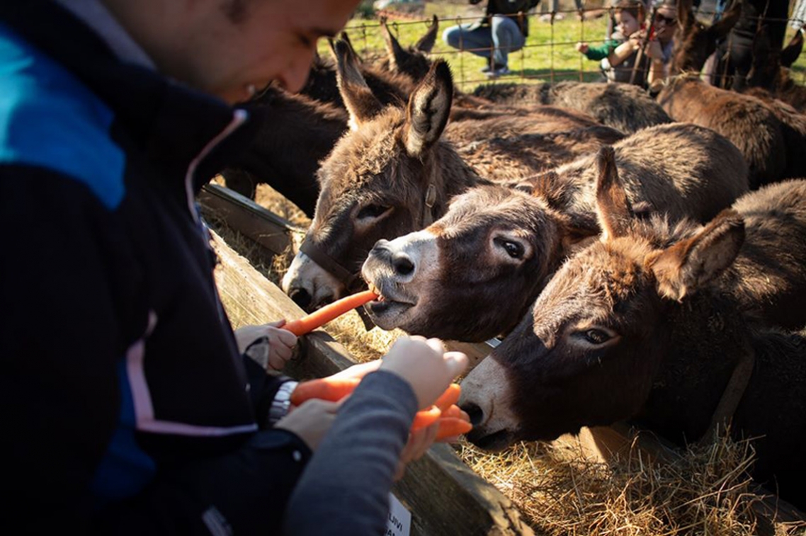 Danilovgrad Municipality, Muzej Magarca / Donkey Museum