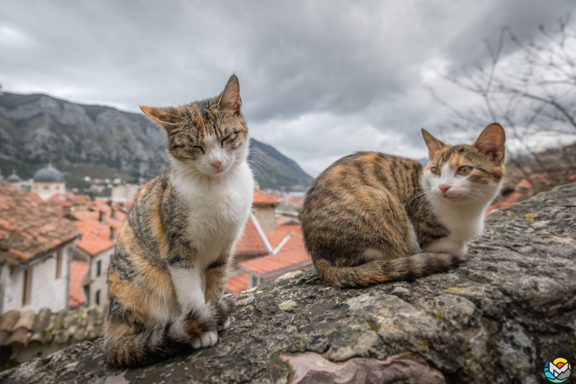 On the streets of Kotor are many cats