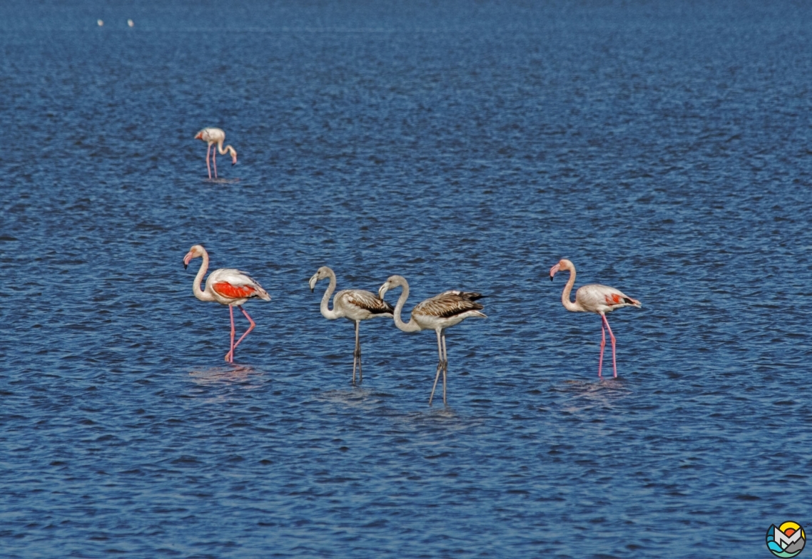 Pink flamingos on Solana, Ulcinj, Montenegro