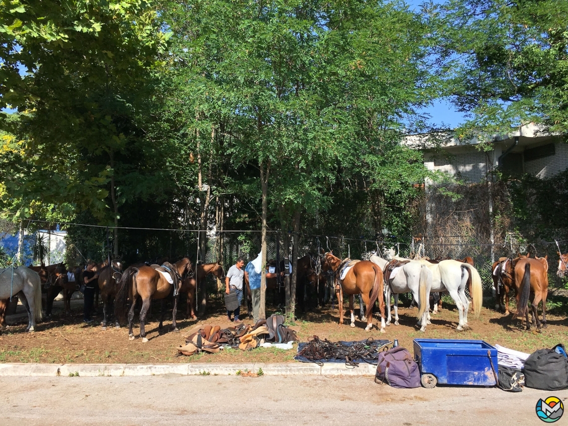 Polo in the Port, турнир по конному поло, Тиват